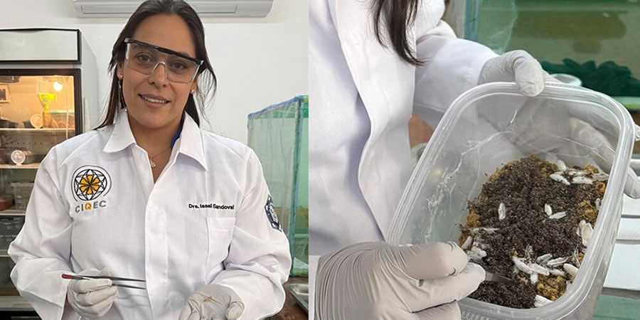 DESARROLLA UAQ PROYECTO INNOVADOR PARA DEGRADAR PLÁSTICOS CON INSECTOS